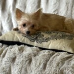 Poppy