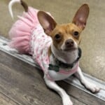 Izzie