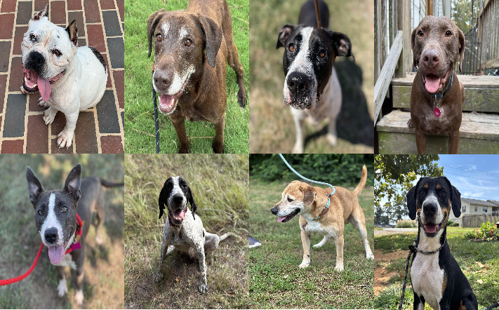 20250918pups