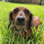 Riley