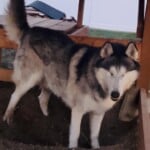 Sitka