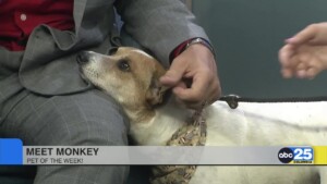 Pet Of The Week: Monkey