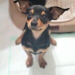 Paco