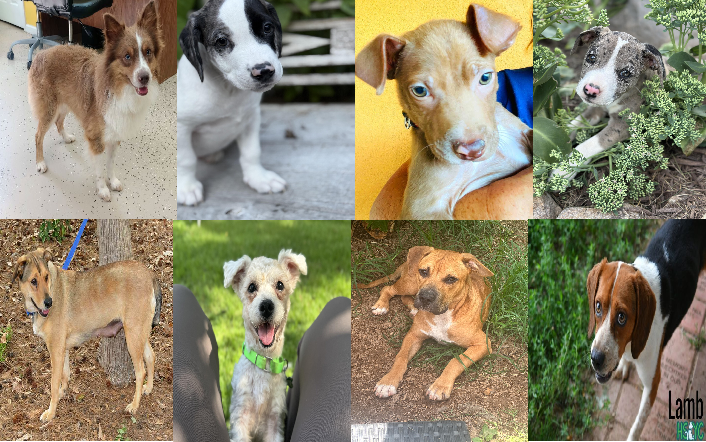 20250901pups