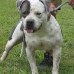 Duke