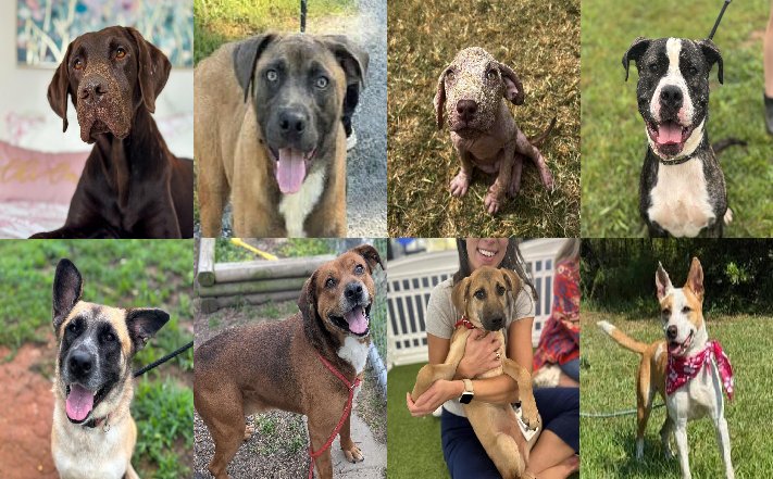 20250912pups