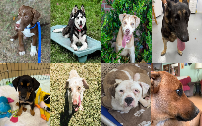 20250923pups