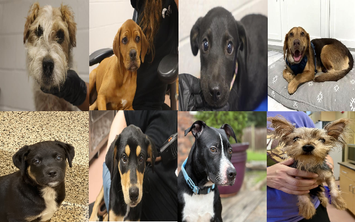 20251008pups