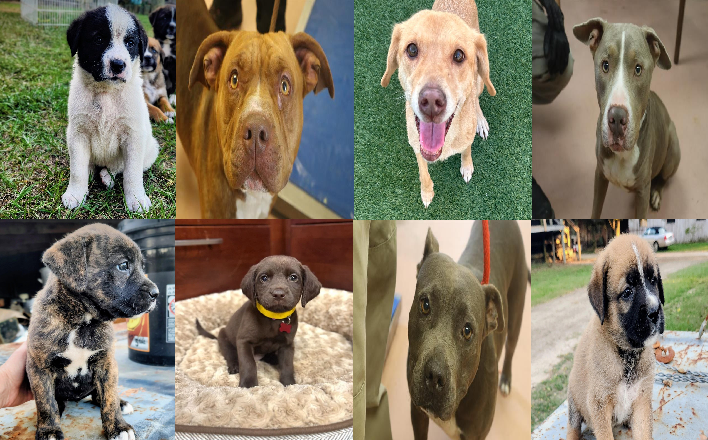 20251014pups