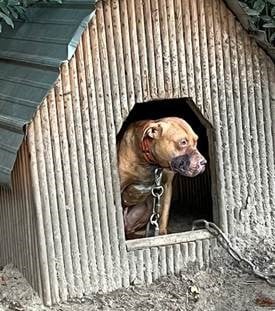 Dog