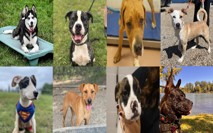 20251016pups
