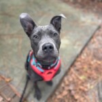 Charley