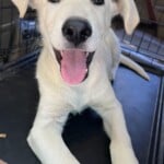 Bolt