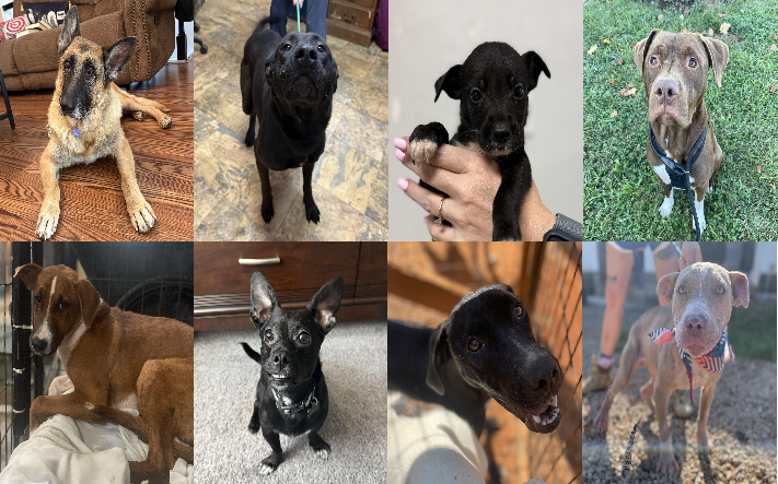 20251022pups
