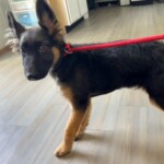 Enzo