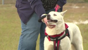 Pet Of The Week Lewis