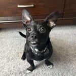 Kylo