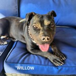 Willow