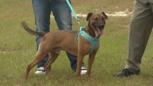Pet Of The Week: Bruno