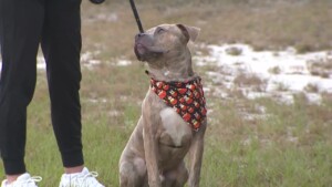 Pet Of The Week: Jagger