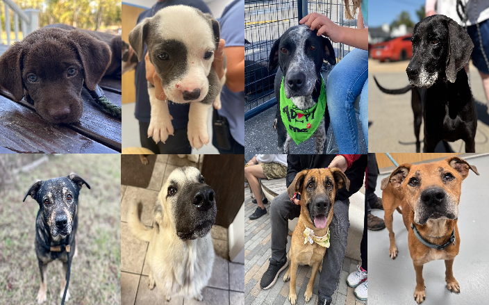 20251013pups