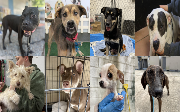 20251009pups