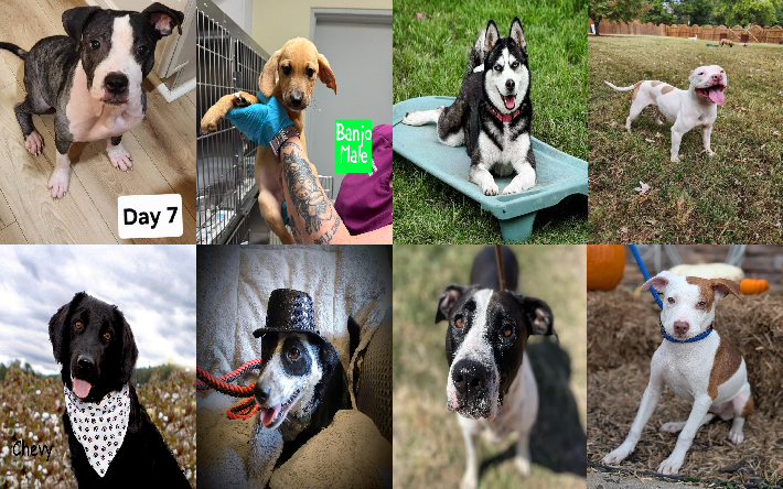 20251027pups