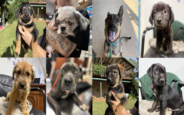 20251023pups