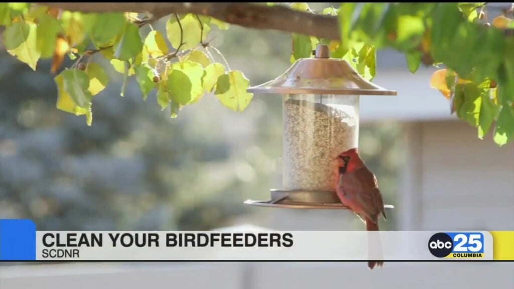 Scdnr Gives Tips On Cleaning Birdfeeders