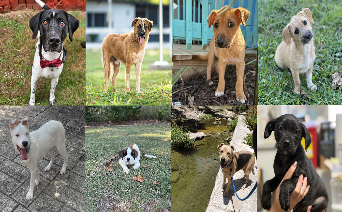 20251021pups