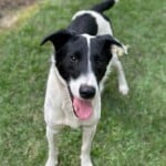 Roscoe