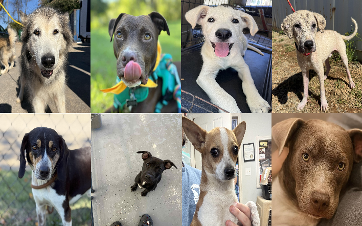 20251017pups