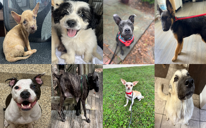 20251010pups