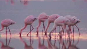 Riverbanks Flamingos Supercut