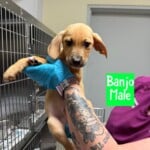 Banjo