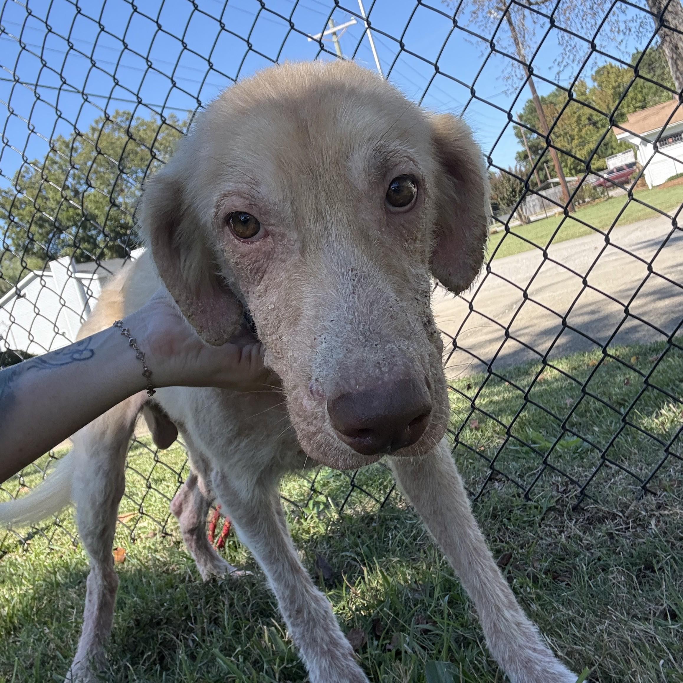 Collumibia Dogs DUKE DROOLINGTON - ABC Columbia