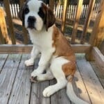 Yogi Bear
