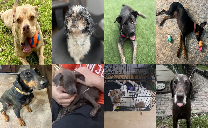 20251028pups