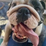 Gus