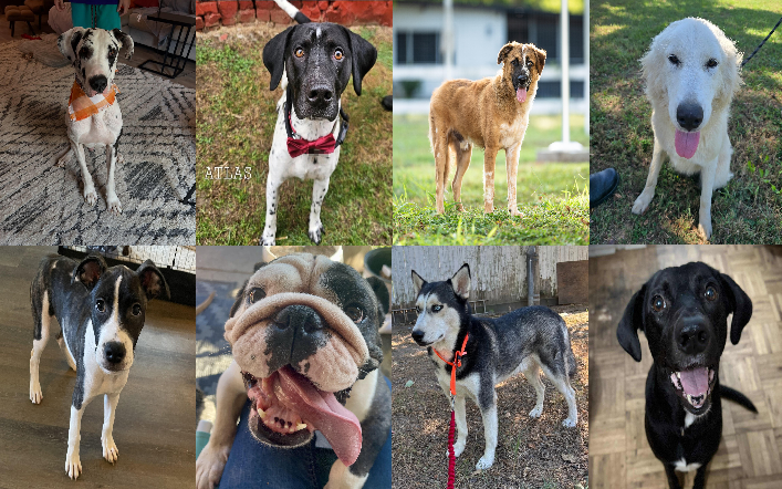20251020pups