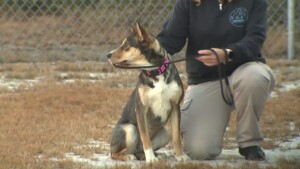 Pet Of The Week: Sophie