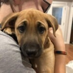 Green Bean Casserole