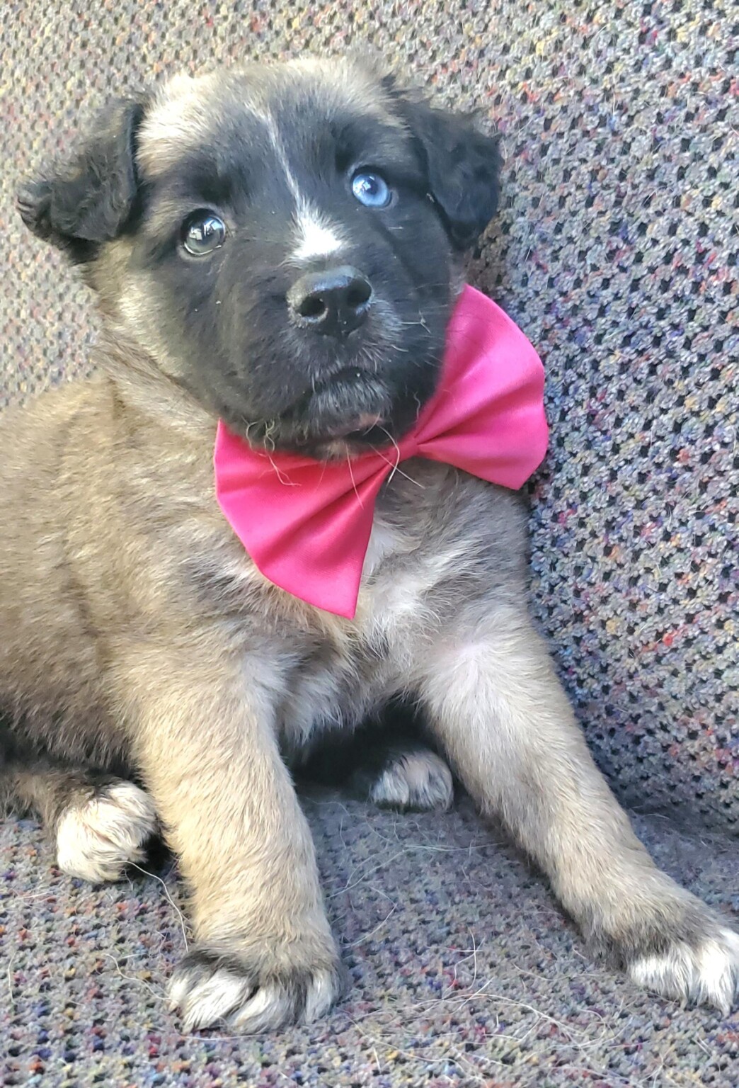 HARPER - ABC Columbia