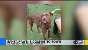 Local Living: Santa Paws Is Coming To Town