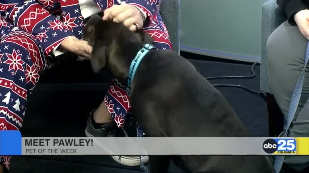 Lcas Pet Of The Week: Pawley
