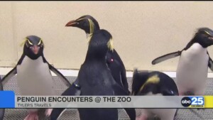 T&v Do The Zoo Penguin Backstage