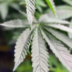 Medical Marijuana Alabama