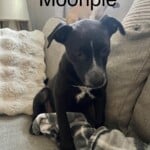 Moonpie