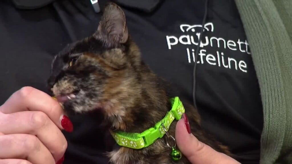 Pawmetto Lifeline Pet Of The Week: Xyla