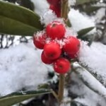 20260201carolynwatkins